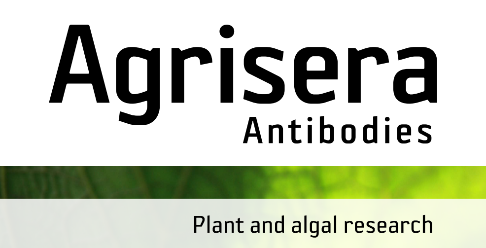 Agrisera MicroRNA相關(guān)研究植物蛋白抗體火熱促銷中！